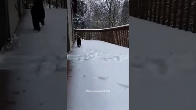 Развлекуха Котов