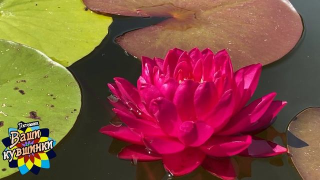 Нимфея Warinda (Варинда) кувшинка, waterlily, водные растения, пруд