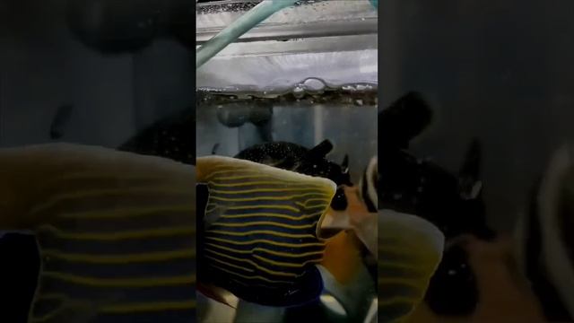 Аротрон белоточечный