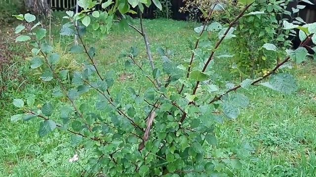 ВЛОГ : ОЧЕРЕДНАЯ СКАМЕЙКА / ДОРИСОВАЛА КАРТИНУ /ГИГАНТ ОГУРЕЦ