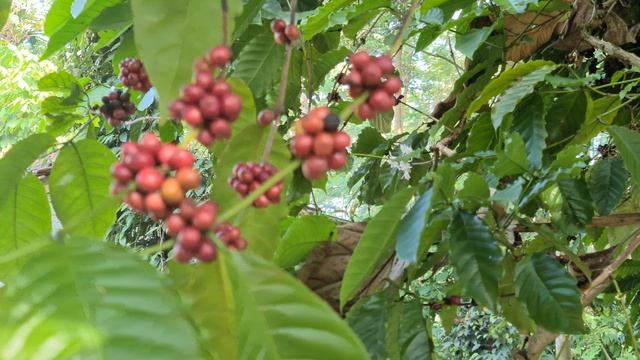 6174583-uhd_3840_2160_24fps