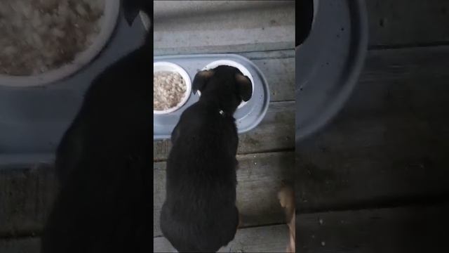 будни белки и стрелки.  скромность и наглость.