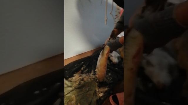кэчивэ тэлгэчирэ Сахалинчи баргипу