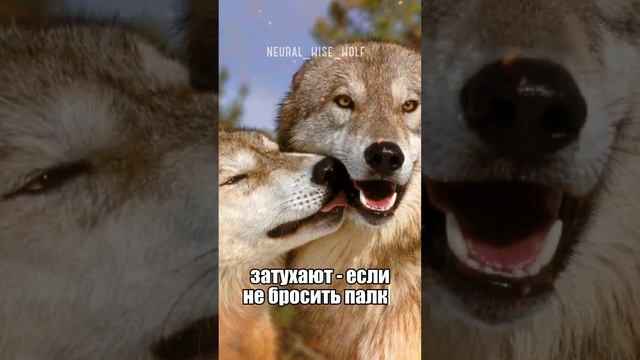 ОТНОШЕНИЯ В СТИЛЕ АУФ 🐺 #волк #мемы #волки #вайн #новыйвидео #новый #новыйприко #прикол #музыка