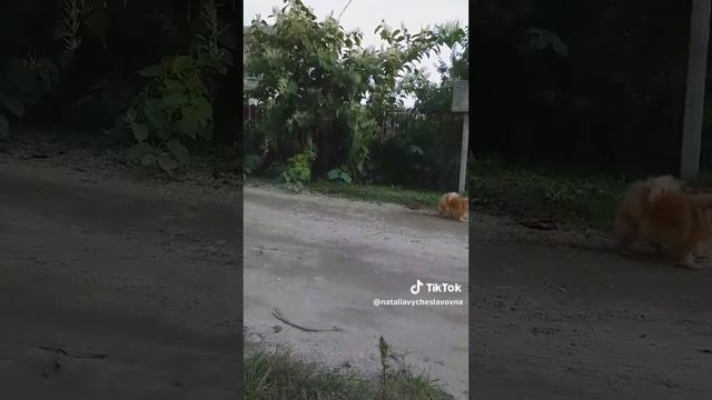 Адекватная собачка...)))