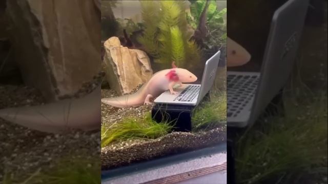 непонятный зверь