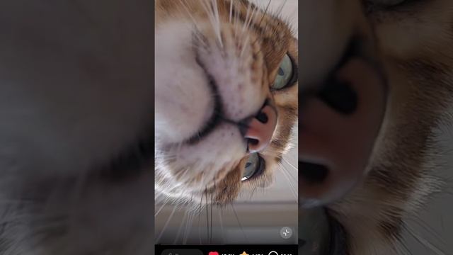 ку-ку от кошки