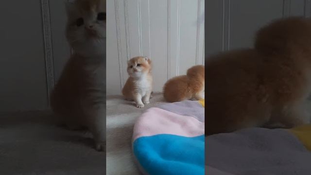 Британские котята