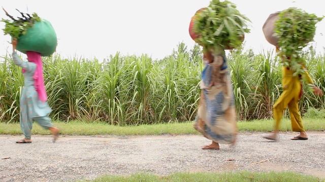 4684305-hd_1920_1080_25fps