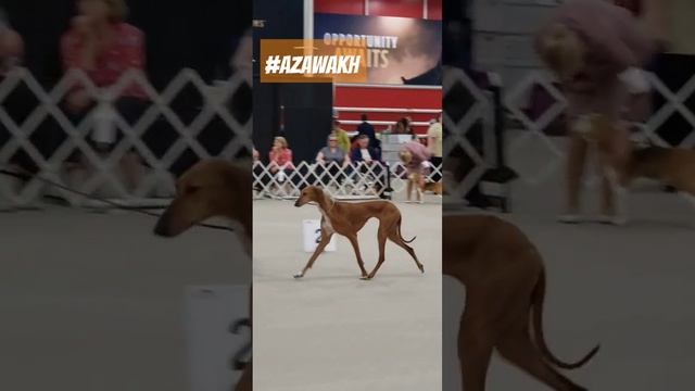 Azawakh dog breed at Purina Farms 🐾🐾  #azawakh #azawakhShowDog #dog