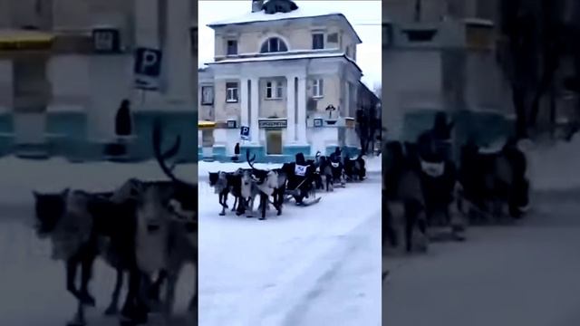 В Воркуте прошли гонки на оленьих упряжках