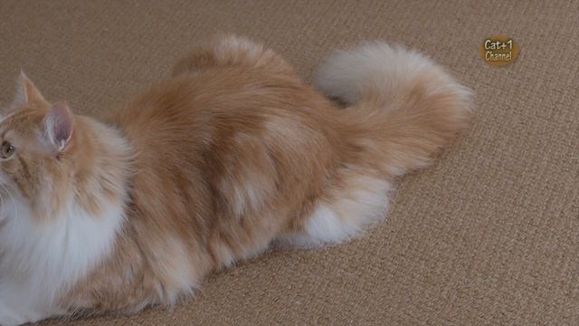 【遊ぶ猫とHappy Music】赤い椅子と猫プリン・メインクーン
