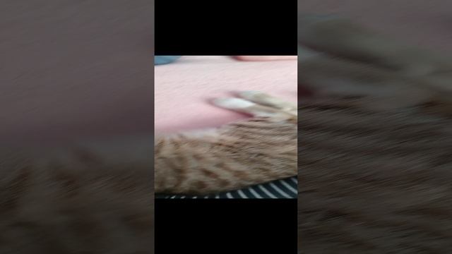 Коте котёнок