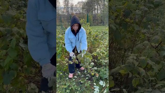 Ремонтантную малину я обрезаю на пень