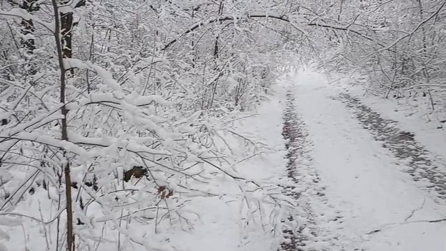 Зима сплела на деревьях кружева.