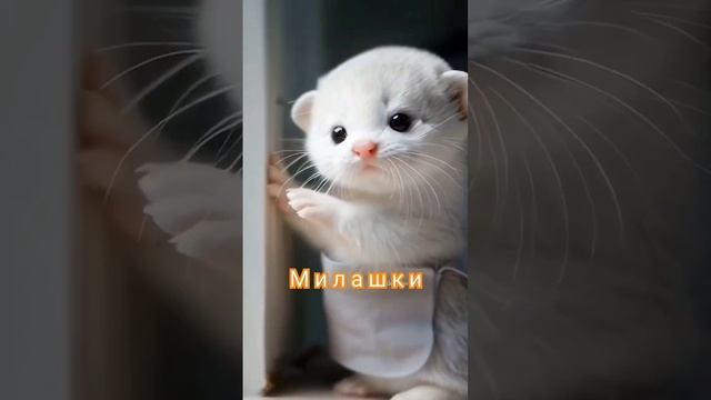 пушистики милашки 😍