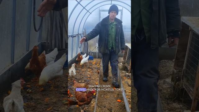 Развод по деревенске
