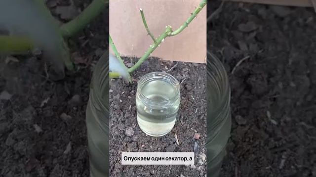 Обрезка роз