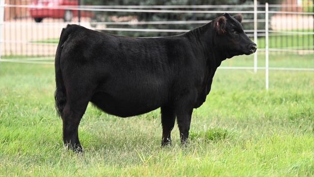 Vickland Show Cattle: Tag QL