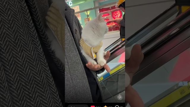 котик на прогулке