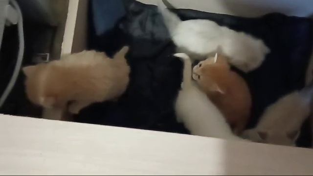Видео WhatsApp 2024-12-01 в 13.36.31_82a56960