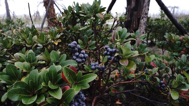 10938748-hd_3840_2160_30fps
