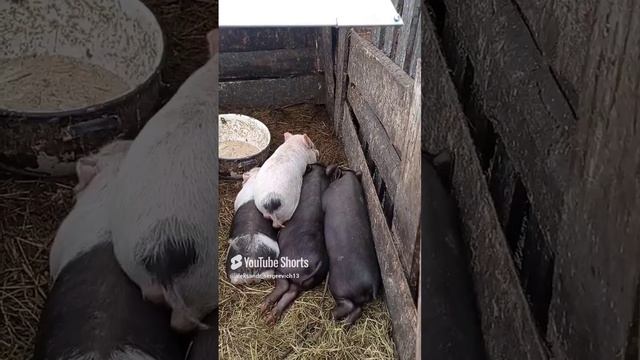 Поросёночек сдаёт назад
