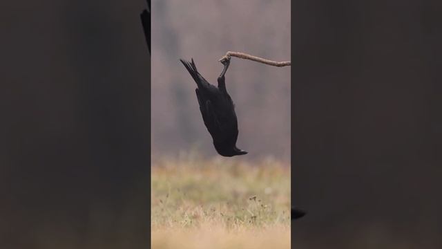 Поддержи подпиской 🙏 и поставь лайк