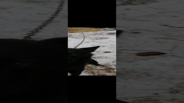 VID_20241201_095005.mp4