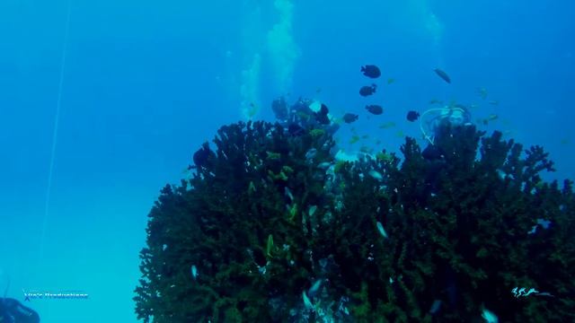 Scuba Diving with people with Disabilities