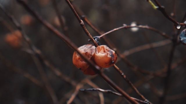 10351590-hd_1920_1080_30fps