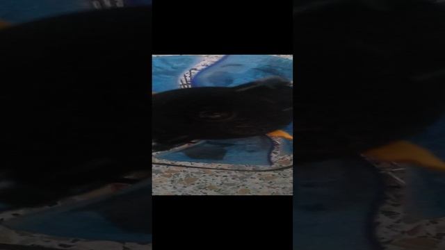 VID_20241201_104355.mp4