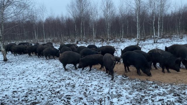 01-12-2024 Кормим по новому