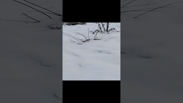 1000010201.mp4
