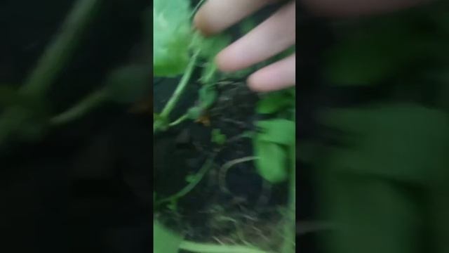 Экспериментальная грядка с дынями и арбузами у дяди Вити. Часть 2