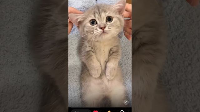комочек счастья