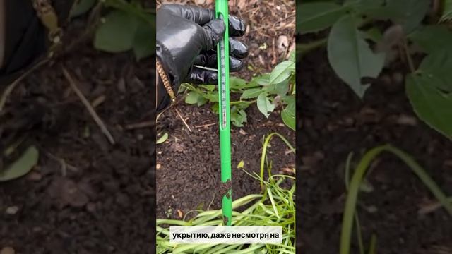 Идеальное время для обрезки и укрытия роз