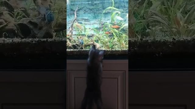 мой котенок Уголек