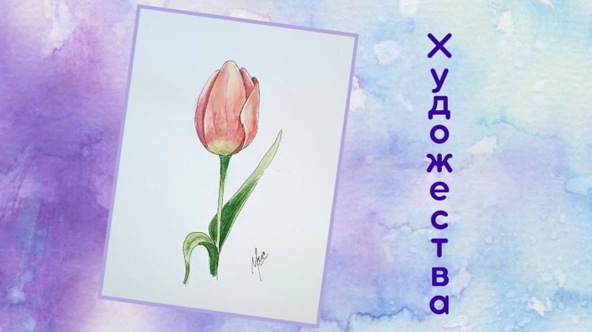 Розовый тюльпан