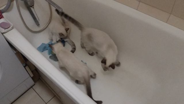 Зачем котятам ванна? Там можно поиграть