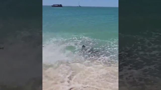 VID_20241201_171254_283.mp4
