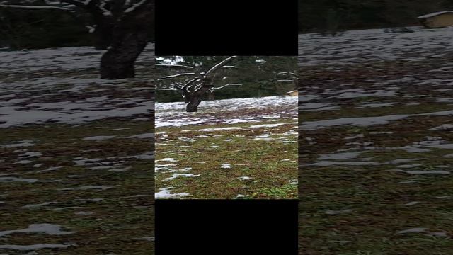 музей М.М.Пришвина