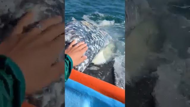 2_5359654100579411406.mp4