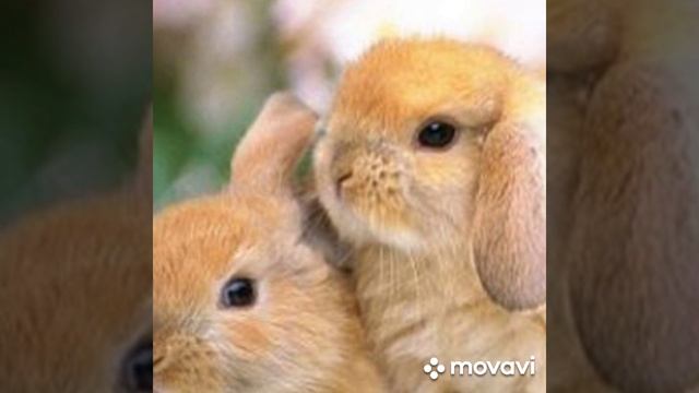 расслабляющая музыка с картинками кролика.(и зайца 🐰)хороших просмотров