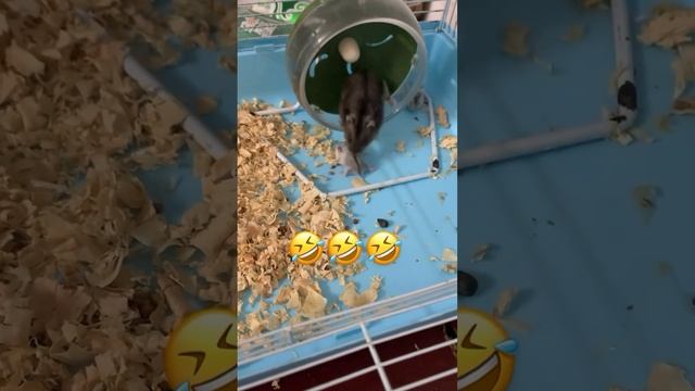учись шкет