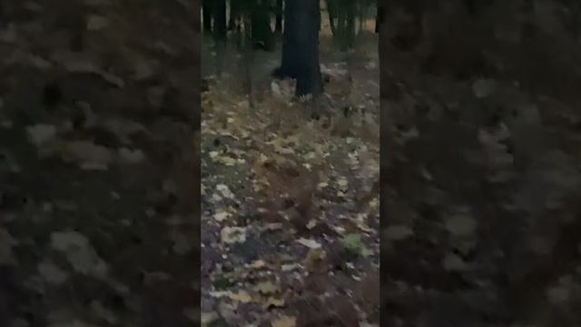Лиса гуляет в Петербурге. Шуваловский парк на севере города, Парголово.