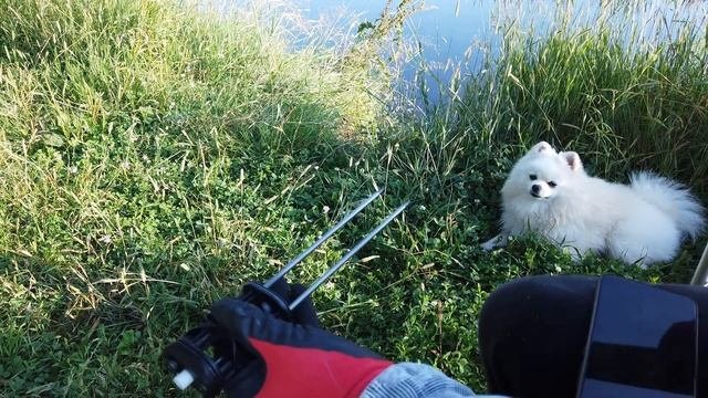 Доработка вставки обечайки в Эдган Леший 2