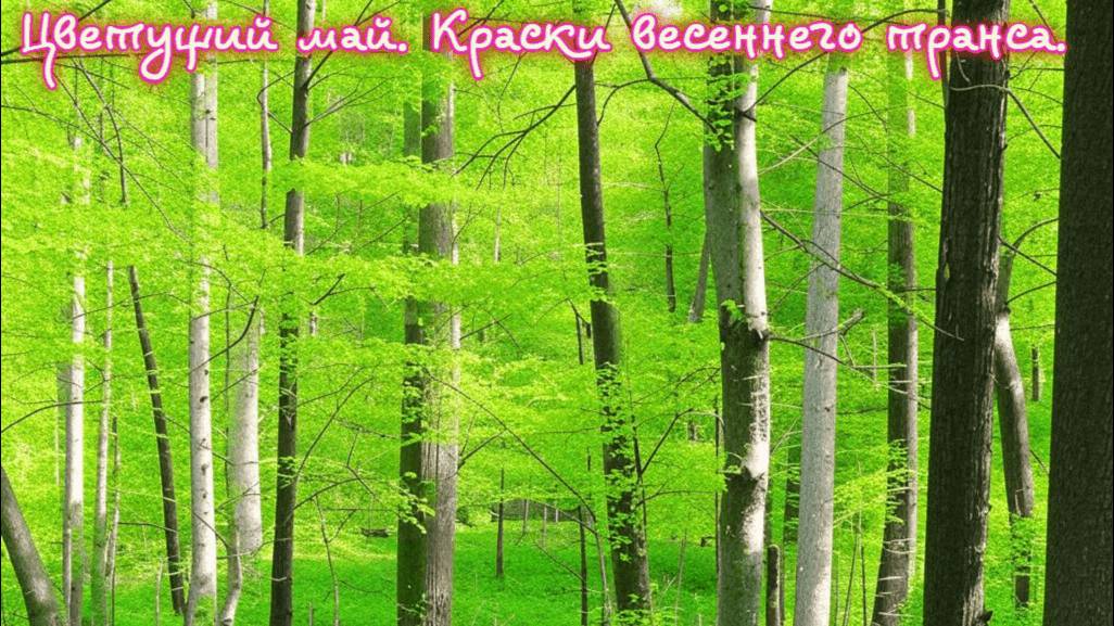 Цветущий май. Краски весеннего транса.
Премьера трека!!!