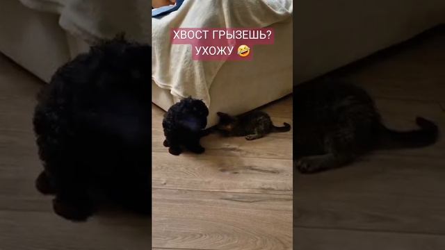 МИЛОТА #видео #babydog #gog #funny #смешное #собака #лучшее