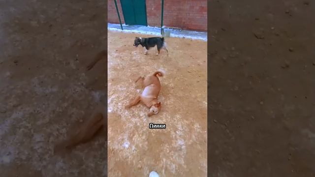 "Фигуры прыти, ритм Пинки" ❥ Приют в Малинках